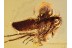 Phoretic SPIDER on Cicada + in BALTIC AMBER 1078