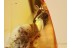 Giant Unusual MUSCOID FLY  in BALTIC AMBER 839