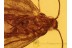 LEPIDOPTERA Well Preserved Moth in BALTIC AMBER 850