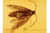 LEPIDOPTERA Well Preserved Moth in BALTIC AMBER 850