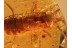 100% FRASSING Bristletail in BALTIC AMBER 852