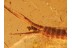 100% FRASSING Bristletail in BALTIC AMBER 852