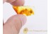 Curled MILLIPEDE DIPLOPODA  in BALTIC AMBER 863