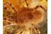 TROMBIDIIDAE Great Large VELVET MITE in BALTIC AMBER 869