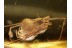 ARCHAEIDAE ASSASSIN SPIDER in BALTIC AMBER 870