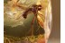 ANISOPODIDAE WOOD GNAT Inclusion in BALTIC AMBER 875