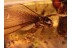 ISOPTERA Spread Wings TERMITE in BALTIC AMBER 876