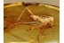 Giant CRICKET Inclusion in Genuine BALTIC AMBER 877