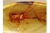 Giant CRICKET Inclusion in Genuine BALTIC AMBER 877