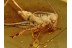 Giant CRICKET Inclusion in Genuine BALTIC AMBER 877