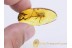 Giant CRICKET Inclusion in Genuine BALTIC AMBER 877