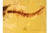 RAPHIDIOPTERA Snakefly Larva in BALTIC AMBER 883