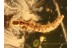 RAPHIDIOPTERA Snakefly Larva in BALTIC AMBER 883