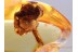 Great Looking FLOWER on TWIG in BALTIC AMBER 885