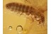 AQUATIC Large Scirtid Larvae in BALTIC AMBER 890