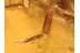 AQUATIC Large Scirtid Larvae in BALTIC AMBER 890