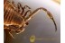 GEOGARYPUS & Unusual APHID w Larvaes in BALTIC AMBER 891