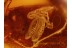 GEOGARYPUS & Unusual APHID w Larvaes in BALTIC AMBER 891