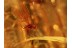 Superb Looking CADDISFLY Trichoptera in BALTIC AMBER 894