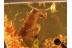 ZYGENTOMA 2 SILVERFISHES + ANTS & APHIDS in BALTIC AMBER 895