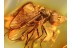Great Looking RHAGIONID FLY in BALTIC AMBER 899