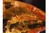 Archaeognatha Weel Preserved BRISTLETAIL in BALTIC AMBER 903