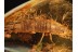Archaeognatha Weel Preserved BRISTLETAIL in BALTIC AMBER 903