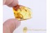 Large 6mm Larval CASE in BALTIC AMBER 893