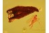 Superb Looking Unusual LEAF & + in BALTIC AMBER 920