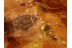 BIPHYLLIDAE False Skin Beetle in BALTIC AMBER 930