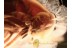RHIPIPHORIDAE Pelecotoma Wedge-Shaped BEETLE in BALTIC AMBER