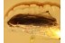 RHIPIPHORIDAE Pelecotoma Wedge-Shaped BEETLE in BALTIC AMBER
