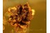 Large Unusual FLOWER Inclusion in BALTIC AMBER 937