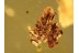 UNUSUAL Part of Plant MOSS ? in BALTIC AMBER 945