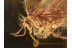 Coniopterygidae DUSTYWING  in BALTIC AMBER 951