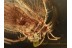Coniopterygidae DUSTYWING  in BALTIC AMBER 951