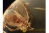 Coniopterygidae DUSTYWING  in BALTIC AMBER 951