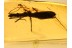 HYDROMETRIDAE Water Measurer in BALTIC AMBER 967