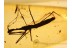 HYDROMETRIDAE Water Measurer in BALTIC AMBER 967