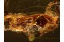 SCRAPTIID w Flabellate Antennae in BALTIC AMBER 956