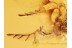 SCRAPTIID w Flabellate Antennae in BALTIC AMBER 956