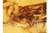 SCRAPTIID w Flabellate Antennae in BALTIC AMBER 956