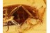 SCRAPTIID w Flabellate Antennae in BALTIC AMBER 956