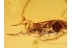 SCRAPTIID w Flabellate Antennae in BALTIC AMBER 956