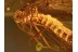 NEVRORTHIDAE LACEWING in Genuine BALTIC AMBER 959
