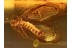 NEVRORTHIDAE LACEWING in Genuine BALTIC AMBER 959