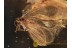 NEVRORTHIDAE Superb Looking LACEWING in BALTIC AMBER 960