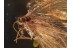 NEVRORTHIDAE Superb Looking LACEWING in BALTIC AMBER 960