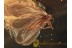 NEVRORTHIDAE Superb Looking LACEWING in BALTIC AMBER 960