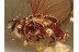 Myrmecolacidae Superb STREPSIPTERA & + in BALTIC AMBER 963